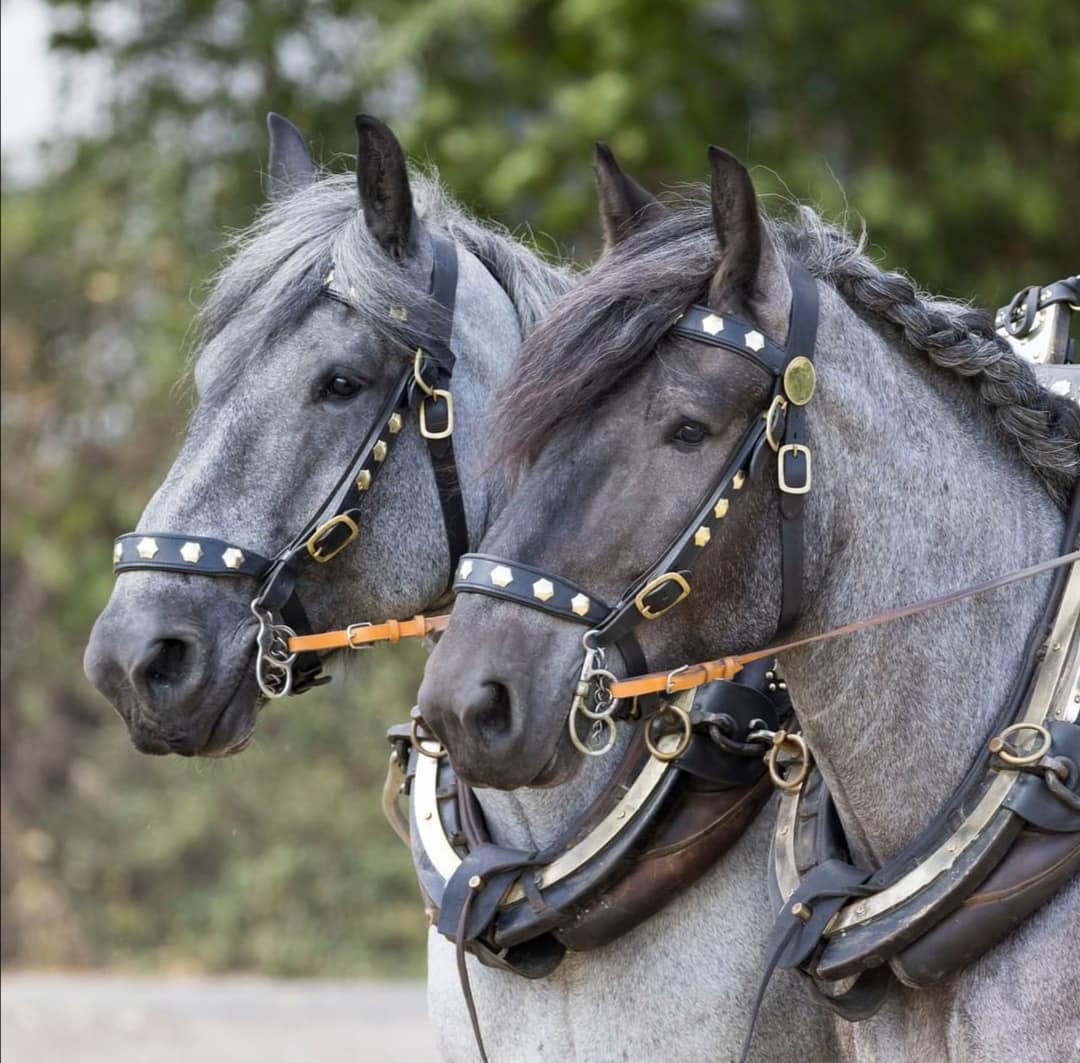 Kaltblüter Moritz und Rocky
